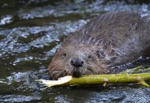 Braşovul vrea să construiască un centru de informare despre castori / Acesta ar urma să fie realizat cu bani europeni / „Să ofere posibilităţi de observare a speciei și să se realizeze studii”