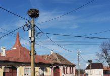 Video și Foto. Veneția de Jos, satul cu cele mai multe cuiburi de berze. Pentru a fi protejate zburătoarele, pe stâlpi s-au montat suporți peste care s-au pus cuiburile