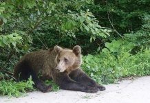 Pagube produse de urși și lupi anul trecut. Cele mai afectate localități sunt în zona Făgărașului