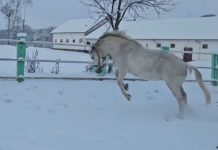 Video. Show cu lipițanii de la Herghelia Sâmbăta de Jos în zăpadă