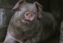 Tupeu de hoț din Părău. A tăiat porcul în cotețul proprietarului și a plecat cu prada fără să fie auzit de nimeni. Hoțul a fost reținut