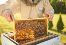 APIA primește Cereri de plată pentru intervenţiile aferente sectorului apicol 2025