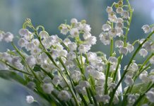 8 Martie, Ziua Internaţională a Femeii. La mulţi ani tuturor mamelor, doamnelor şi domnişoarelor! monitorfg