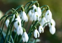 Cum va fi vremea în luna martie. Ce spun meteorologii