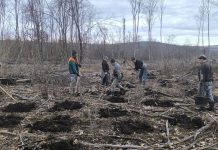 Acțiune de împădurire a Ocolului Silvic ,,Pădurile Făgărașului“. Sunt vizate zone de pe partea dreaptă a Oltului, la Voila, Beclean și Galați