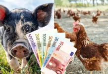 APIA plătește subvențiile pentru păsări și porcine. În județul Brașov sunt pe listă 24 fermieri