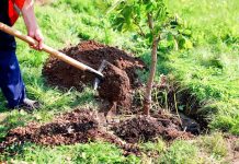 APIA primește Cereri de plată pentru Schema de ajutor de stat „Sprijin pentru prima împădurire și crearea de suprafețe împădurite”