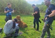 Foto. Medalii pentru arcașii făgărășeni de la ACS 4 Archery la Transylvania Bowhunter Challenge 2025