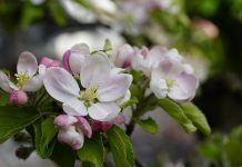 Temperaturile scad, spre sfârșitul săptămânii. Cum va fi vremea de 1 Mai