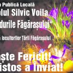 ocol voila