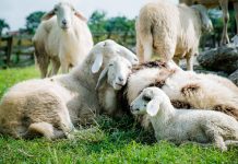 APIA a început plata sprijinului financiar pentru sectorul ovinelor și caprinelor afectat de fenomene climatice nefavorabile