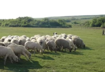 Crescătorii de animale din comuna Șoarș pot obține teren pentru pășunat de la Primăria Șoarș. Ce condiții se cer