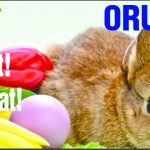 orudal