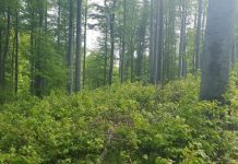 APIA primește Cereri de plată pentru Schema de ajutor de stat „Silvo-mediu și climă”