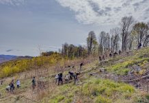 Campanie de împădurire la Ocolul Silvic ,,Pădurile Șincii“. ,,În acest an vom planta puieți pe o suprafață mai mică față de anii trecuți, doar de 5,5 ha de teren“ spune Sorin Urdea, șeful ocolului
