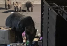 S-au ,,numărat“ în județ 1440 urși. Autoritățile locale pot decide asupra intervenției în cazul urșilor periculoși din intravilanul localităților