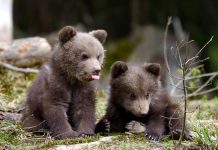 Ping pong cu puii de urs, după ce mama lor a fost împușcată la Predeal, luna trecută. Autoritățile aruncă responsabilitatea de la Minister la Primărie și invers
