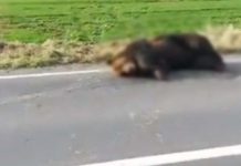 Urs lovit de două mașini pe DN1, la Hula Bradului. Animalul a murit