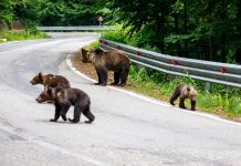 Trei turiști străini au fost atacați de urși, pe Transfăgărășan, în 24 de ore. O femeie din Spania are brațul drept zdrobit monitorfg