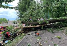 Tragedie pe Aleea de sub Tâmpa. Tânăr de 27 de ani, mort după ce un copac a căzut peste el. Reacția Primăriei Brașov