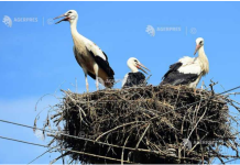 SOR: Începe recensământul berzelor albe; iubitorii de natură, invitați să se implice