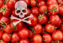 Fermierii prinși că foloseau substanțe ilegale pentru coacerea roșiilor – pedepse mici, cu suspendare