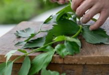 Lot de leuştean mărunţit, retras de la comercializare din magazinele Penny. Conţine compuşi toxici/ Luna trecută, acelaşi producător a retras oregano din mai multe magazine, din acelaşi motiv