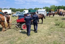 Un cal declarat abatorizat a fost scos la vânzare în târg la Șinca Veche. Polițiștii au dat amenzi de 22.000 lei monitorfg