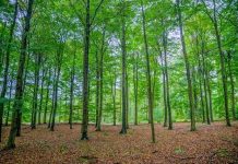 Proiect: Pădurile din Sibiu, gestionate de la Brașov