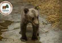 Luci, puiul ursoaicei împușcată pe Transfăgărășan, se recuperează la Brașov. „Interacțiunea cu el este minimă. (…) Se va alătura celorlalți pui orfani”