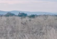 Video. Un șacal a fost identificat lângă satul Părău. Informarea primarului comunei Ovidiu Ovesea pentru cetățeni