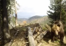 Cioban mușcat de urs în Munții Făgăraș. A fost solicitat elicopterul SMURD