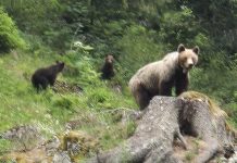 Salvamont. Ursoaică în apropierea Cabanei Mălăiești