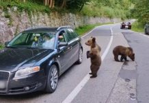 Amenzi de până la 30.000 de lei pentru turiștii care se apropie, hrănesc sau ademenesc urșii bruni aflați în libertate