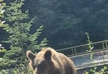 În plin sezon turistic, zeci de urși se plimbă pe marginea șoselei, pe Transfăgărășan, printre mașini, motocicliști, bicicliști și pietoni care fac drumeții / Ce face Ministerul Mediului pentru a preveni o nouă tragedie, posibilă oricând? monitorfg