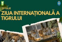 Ziua Internațională a Tigrului va fi sărbătorită la Zoo Brașov