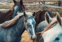 Au fost arestați hoții de cai, la Cincu. Sunt trei bărbați din județul Brașov