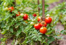 Programul Tomata 2025: Află până când te poți înscrie pentru a lua banii de la stat!