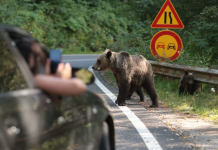 Urșii din România, reportaj New York Times: „Legea îi protejează. Sătenii se tem de ei”