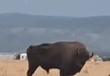 Foto. Atac la proprietatea privată. Zimbrii din ciurda satului. Ce ascunde proiectul de 27 milioane de euro al Fundației Conservation Carpathia