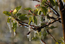 Despăgubiri pentru fermierii afectați de înghețurile din primăvară. Condiții pentru a primi banii