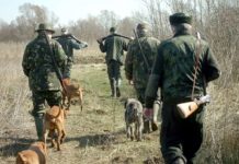 Victorie a vânătorilor în fața ONG-iștilor. Instanța a decis: Cotele de vânătoare rămân valabile