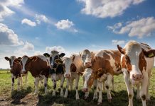 APIA primește Cererile de plată pentru subvențiile din sectorul creșterii animalelor