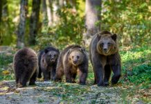 Pagubele produse de urși și lupi, 700.000 lei. Cele mai multe atacuri s-au înregistrat în zonele Jibert, Șinca, Hârseni, Bunești și Homorod monitorfg