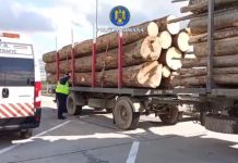 Video.Noi controale la 13 agenți economici și la două ocoale silvice. Au fost aplicate 64 amenzi, confiscat material lemnos, reținute cinci certificate de înmatriculare și un permis auto
