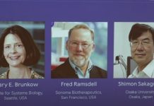 Premiul Nobel pentru Medicină 2025: Trei cercetători pentru descoperirile privind toleranța imunitară periferică monitorfg