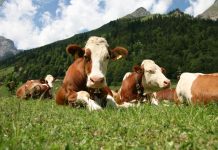 APIA. Sprijin financiar de peste 2,5 milioane lei pentru crescătorii de animale
