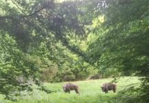 Zimbrii Fundației Conservation Carpathia fac ravagii în satele din zona Munților Făgăraș. Comunități terorizate de aceste animale. Primarii cer Ministerului Mediului să se implice