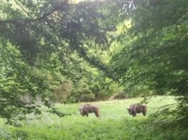 Zimbrii Fundației Conservation Carpathia fac ravagii în satele din zona Munților Făgăraș. Comunități terorizate de aceste animale. Primarii cer Ministerului Mediului să se implice