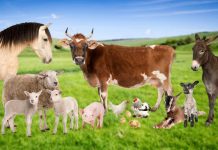 Crescătorii de animale primesc subvențiile aferente lunii septembrie din Campania 2025. În județul Brașov s-a plătit suma de aproape un milion de lei